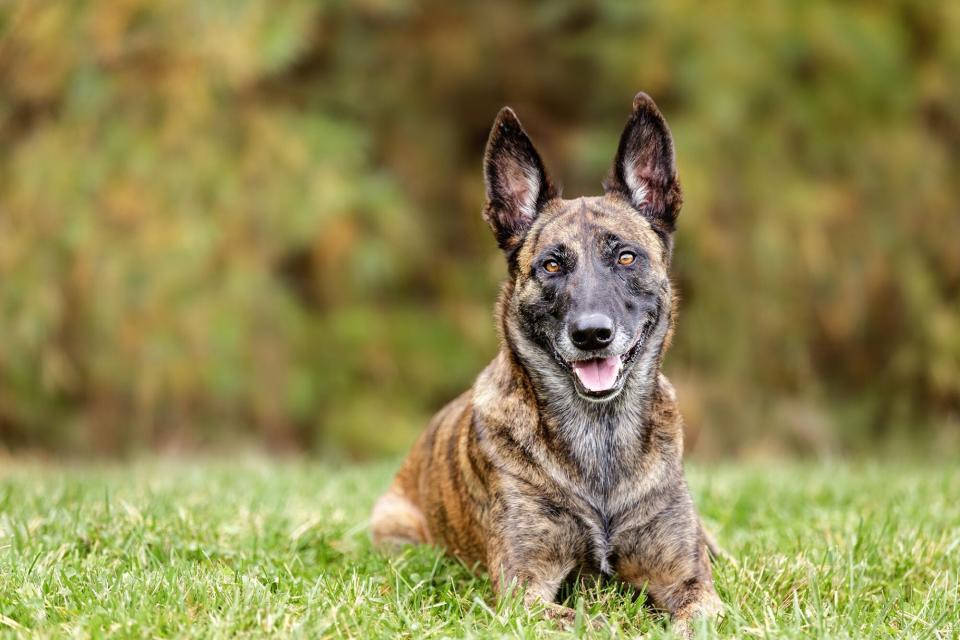 Dutch Shepherd guard dog