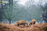 On a Monday morning, I visited Richmond Park in London, where I witnessed the spectacular roaring, barking and clashing of antlers between rival stags in an effort to attract hinds. It makes me wonder how different yet similar they are to us, the human beings, to achieve the same purpose. (Photo and caption Courtesy Venus Loi / National Geographic Your Shot) <br> <br> <a href="http://ngm.nationalgeographic.com/your-shot/weekly-wrapper" rel="nofollow noopener" target="_blank" data-ylk="slk:Click here;elm:context_link;itc:0;sec:content-canvas" class="link ">Click here</a> for more photos from National Geographic Your Shot.