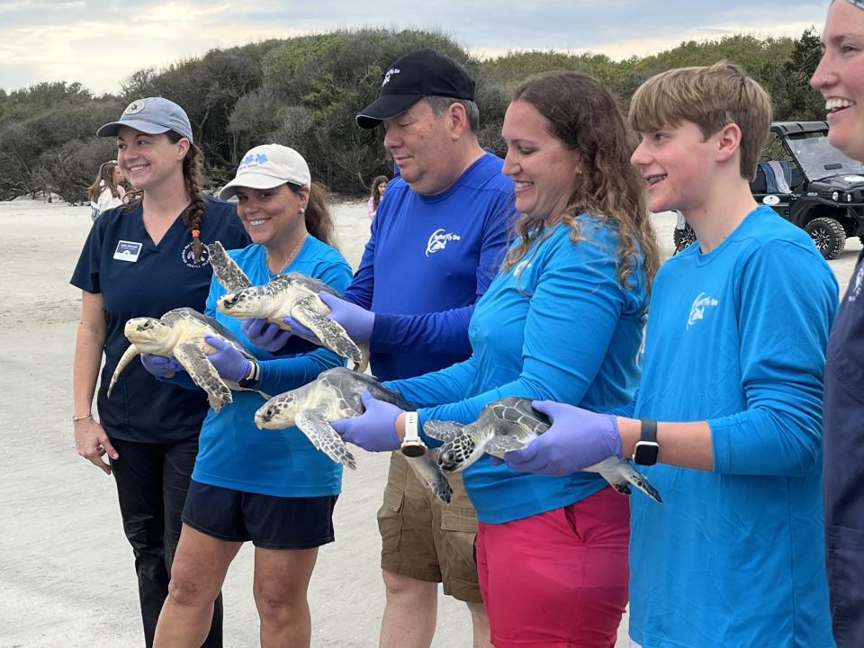 Volunteers prepare to release rehabilitated sea turtles into the ocean from Jekyll Island.