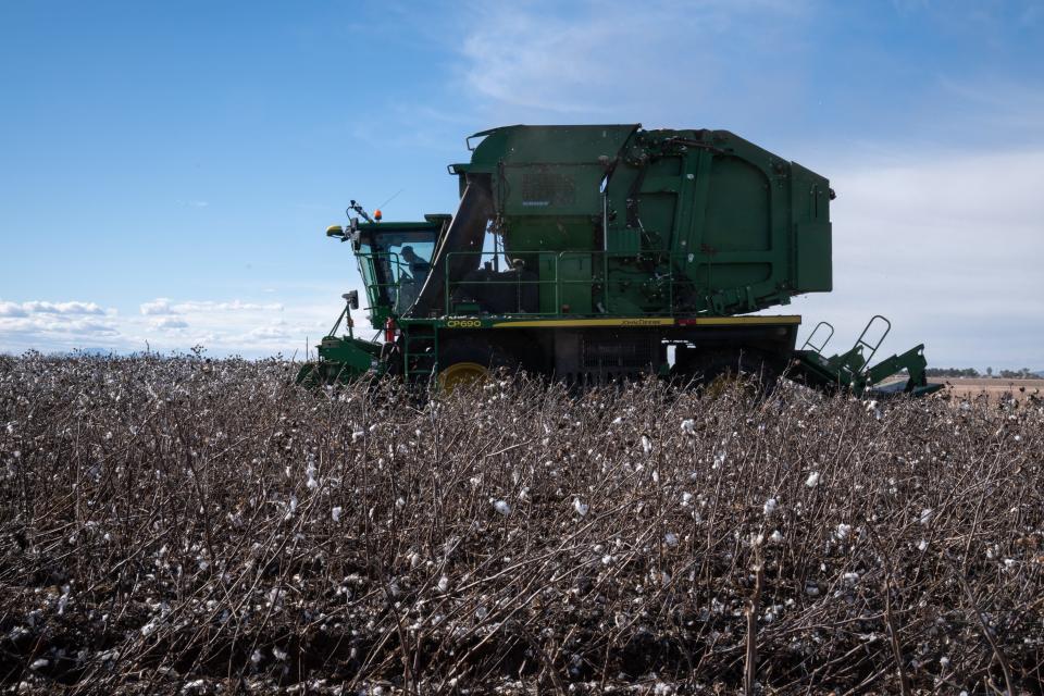 Jayson Cline harvests cotton in a field farmed by Paul Ollerton, Jan. 23, 2022, east of Casa Grande.
