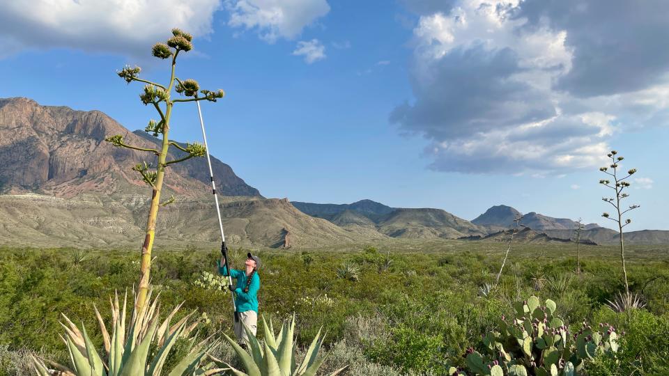 Kristen Lear collecting environmental DNA (eDNA) samples from a flowering agave in the Trans-Pecos.