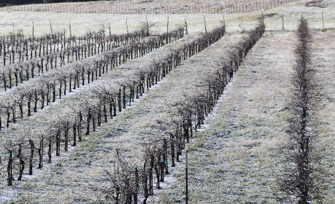 Snow dusts a vineyard in west Paso Robles on Thursday, Feb. 23, 2023.