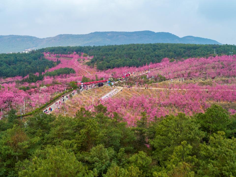 A scenic area which features over 400 mu about 26.7 hectares of cherry blossoms in Malong District of Qujing City, southwest China's Yunnan Province.