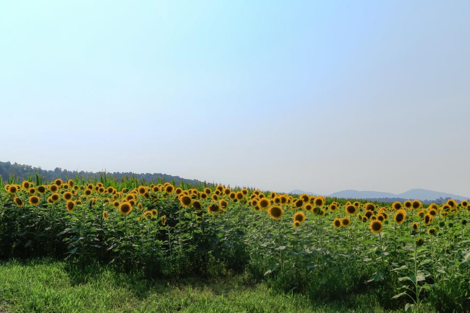 The Biltmore in Asheville, North Carolina has a field of sunflowers in bloom