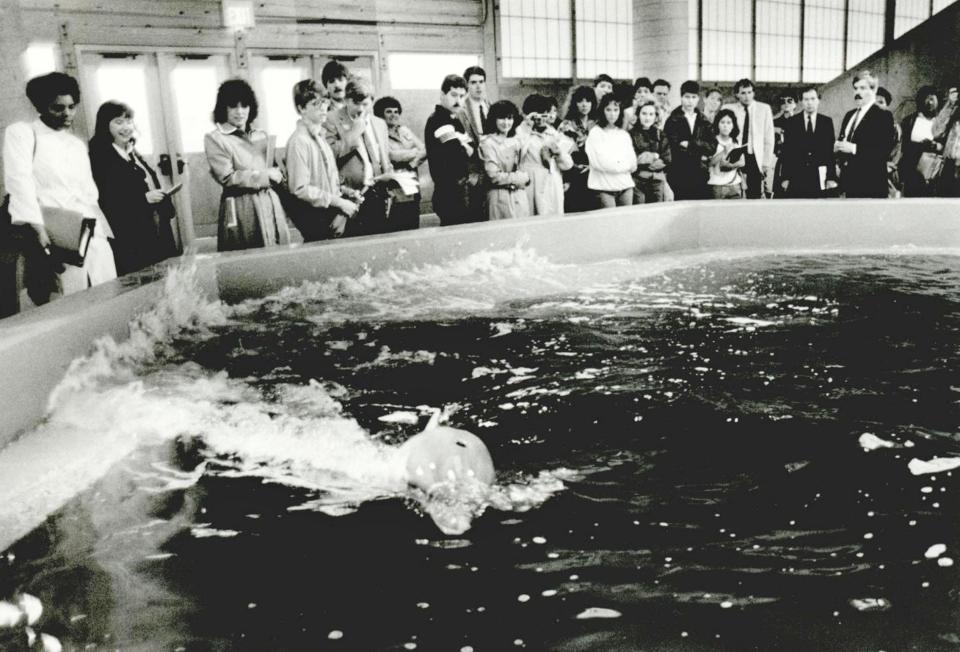 Crowds could view dolphins between shows in the Aquaticus aquarium. The Oklahoman File