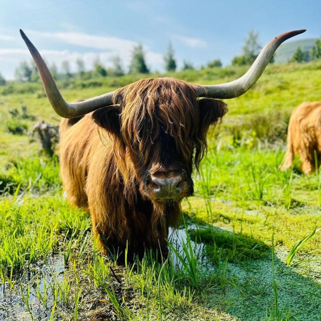 Where to See Highland Cows in Scotland