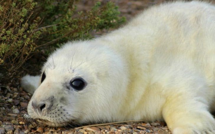 A grey seal pup