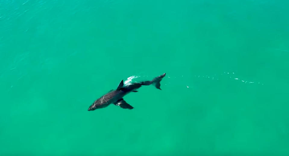 A great white shark seen at Tuncurry Beach.