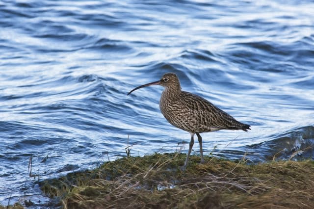 Puffins and curlews join list of UK 'threatened' birds