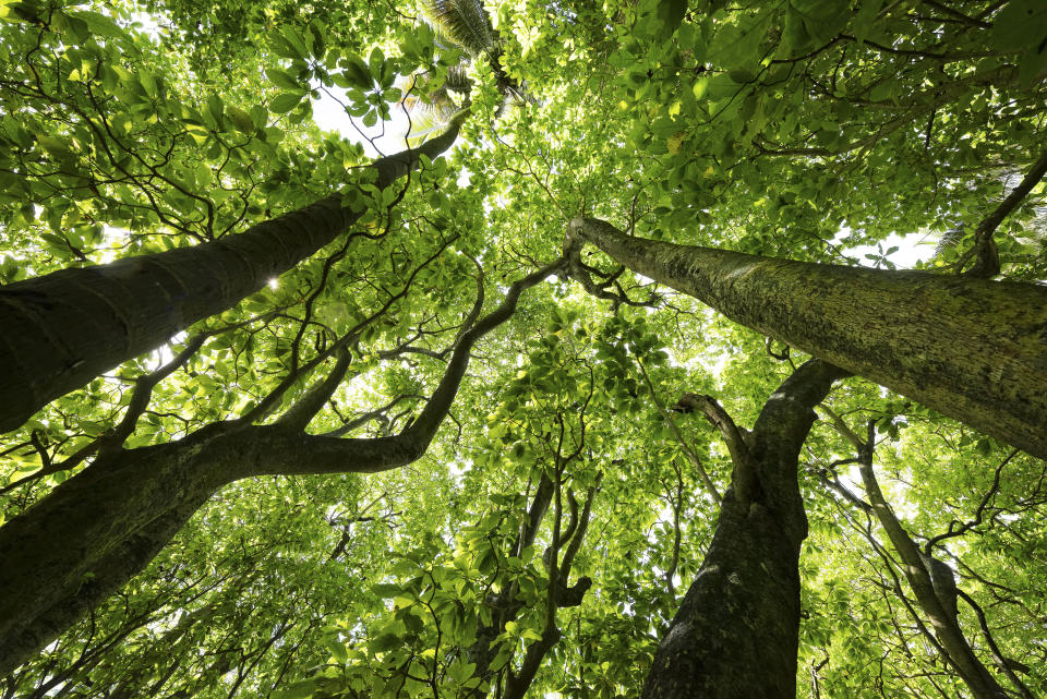 Native Pisonia trees flourished after rats were removed from Palmyra Atoll.Courtesy of The Nature Conservancy / Andrew Wright