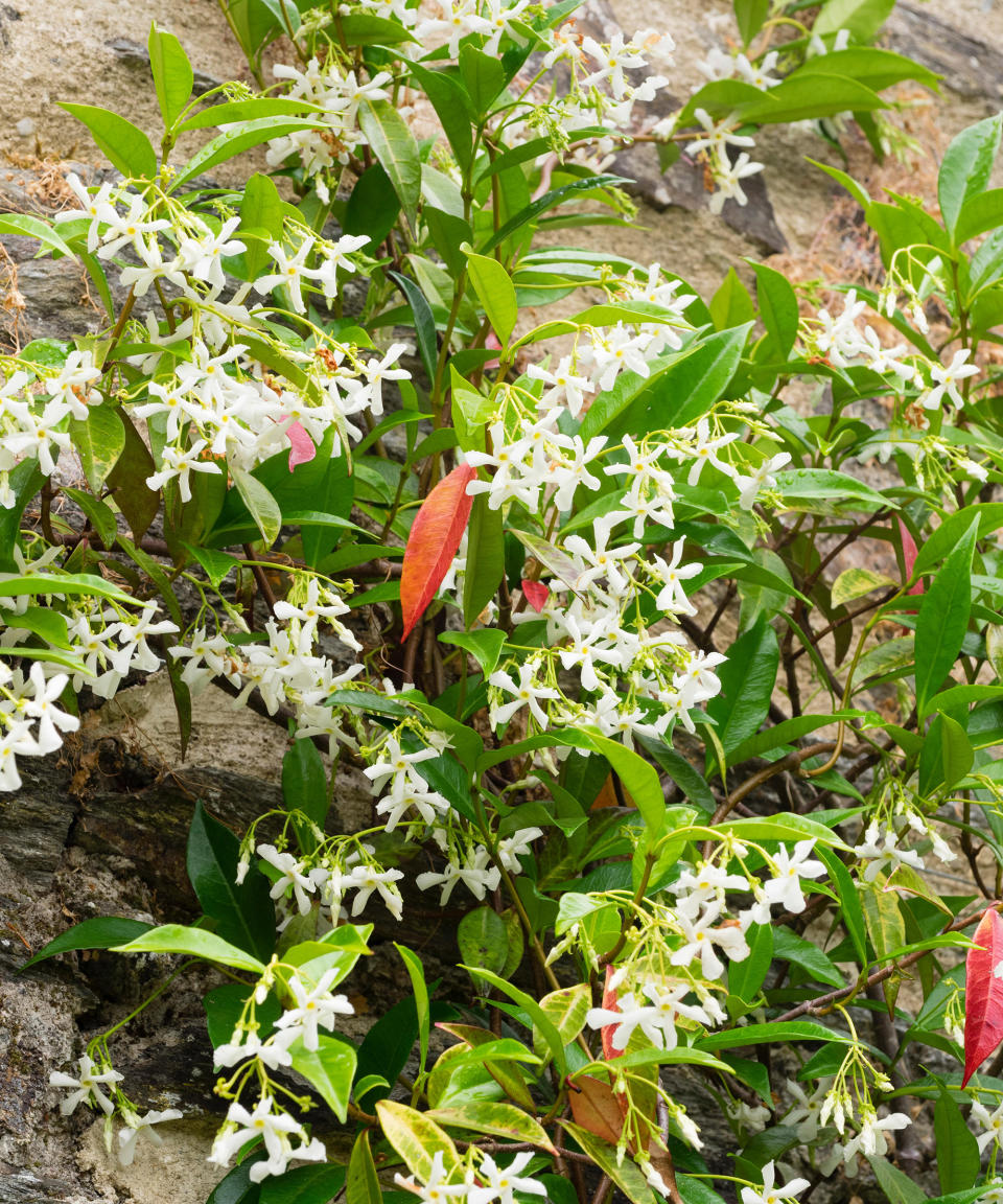 1. Star jasmine