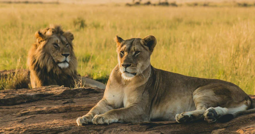 這兩頭獅子因為園方的取名而引發爭議。（圖／翻攝自社群網站X）