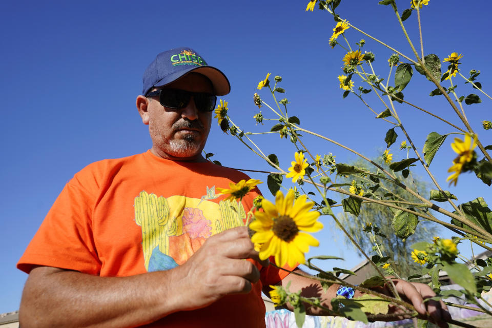 Masavi Perea, organizing director for Chispa Arizona, looks at flowers in the community garden May 18, 2022, in Phoenix. (AP Photo/Ross D. Franklin)