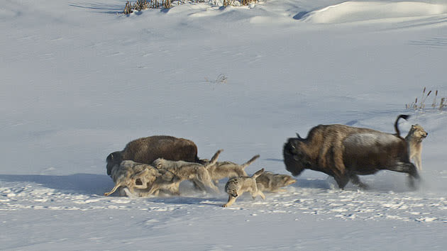 <b>Frozen Planet, BBC One, Wed, 9pm</b><br><b> Episode 1</b><br><br>A massive pack of 25 timberwolves hunting bison in northern Canada. The pack force the herd to stampede after hours of harrying them. Their hope is that a yearling will fall behind. This yearling’s fate was actually sealed by another member of the herd which ran headlong into it!