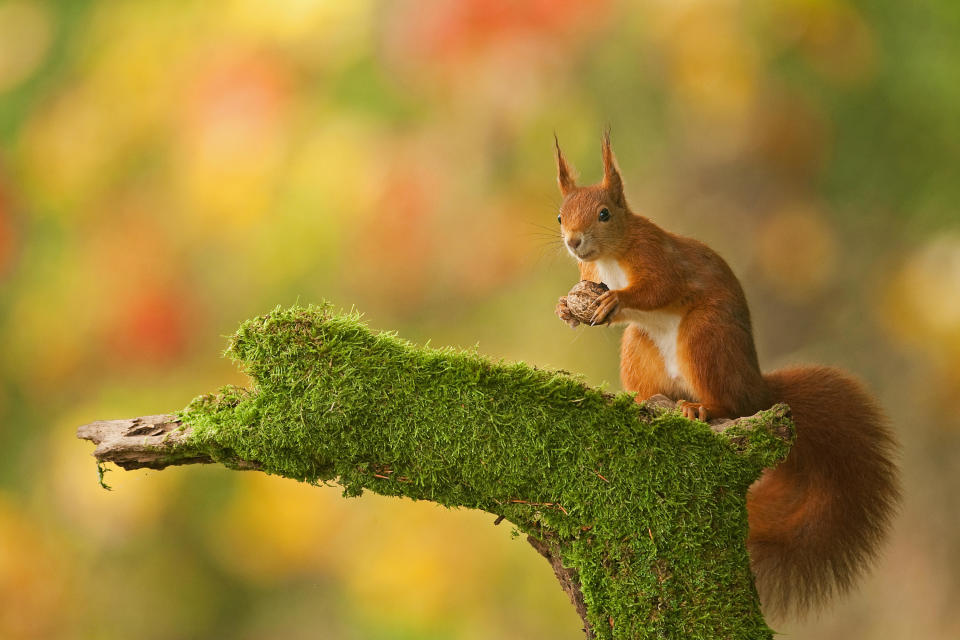 on a branch, its ear hair stands straight up