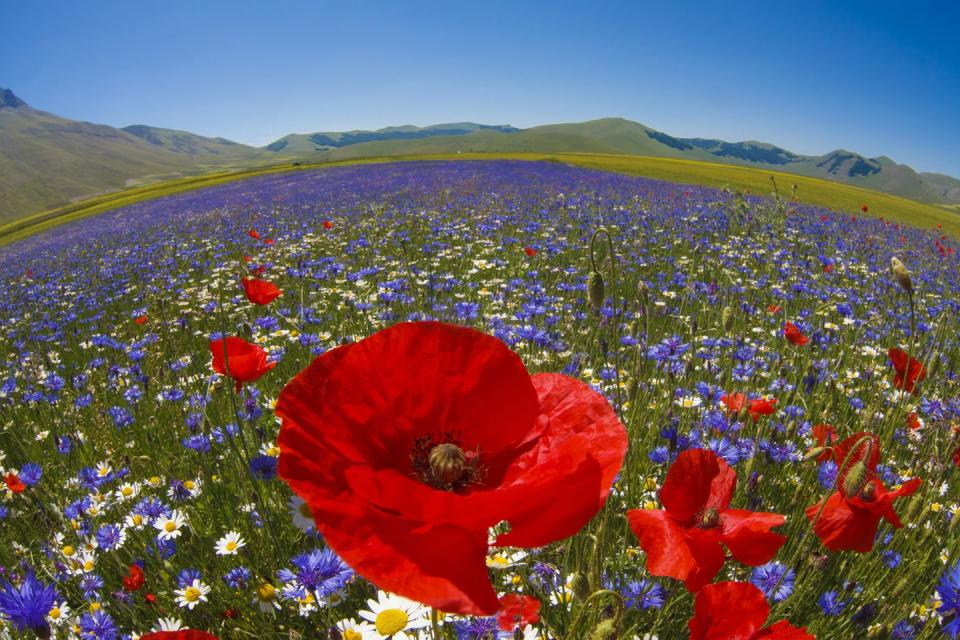 Natural environment, Poppy, Flower, Natural landscape, Petal, Wildflower, Grassland, Ecoregion, Field, Flowering plant, 