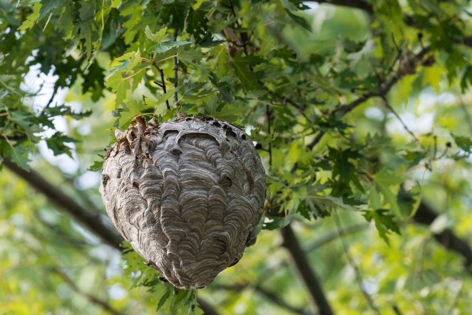 Bald-faced hornets Dolichovespula maculata nest in a tree