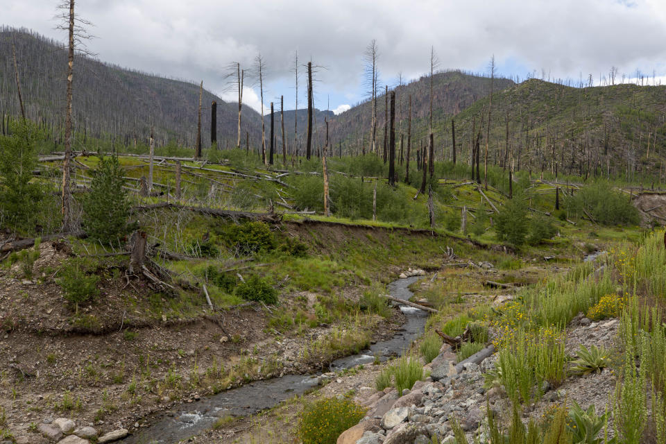 Burned pine trees stand at the Santa Clara Canyon in northern New Mexico, Tuesday, Aug. 23, 2022. The canyon, part of Santa Clara Pueblo, remains closed to the public while its habitat is restored after devastating wildfires and flash floods. (AP Photo/Andres Leighton)