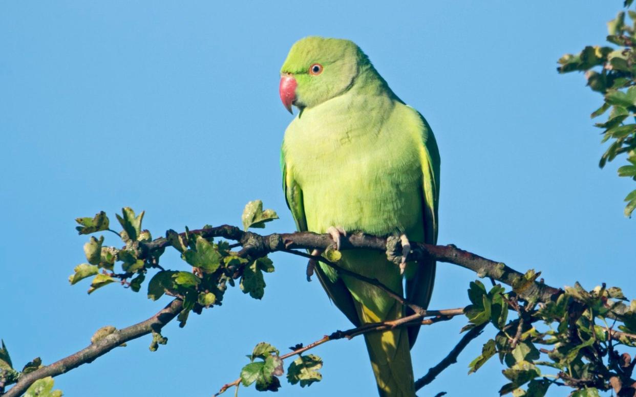 A Ring-necked Parakeet, Psittacula krameri, in Richmond Park, London - Universal Images Group Editorial