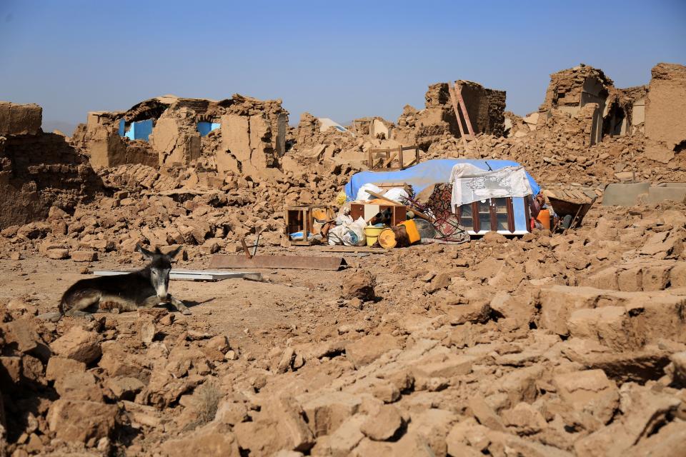 A donkey sits amid the debris of houses that were damaged in a series of earthquakes, in Injil district of Herat province on Oct. 15, 2023. A magnitude 6.3 earthquake killed two people in western Afghanistan on Oct. 15, 2023, with damaged prisons emptied and residents fleeing a region where tremors have claimed at least 1,000 lives this past week.