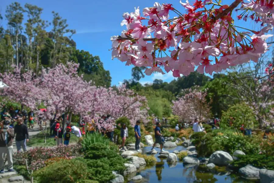 Anuncian el regreso del Festival de Cherry Blossom en el Jardín Japonés en Balboa Park 