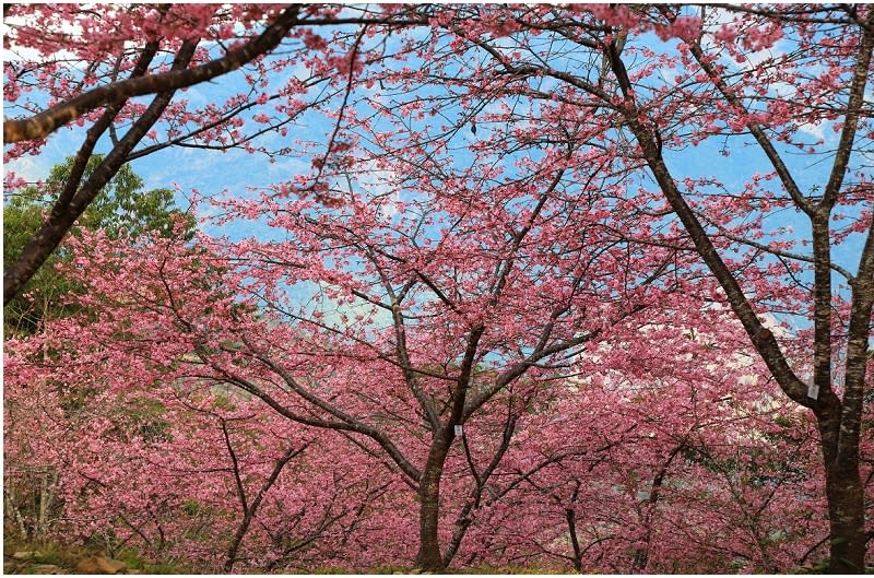 高雄「寶山二集團櫻花公園