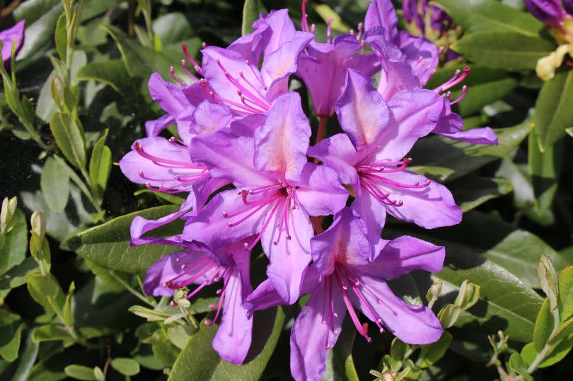 Rhododendron Ponticum