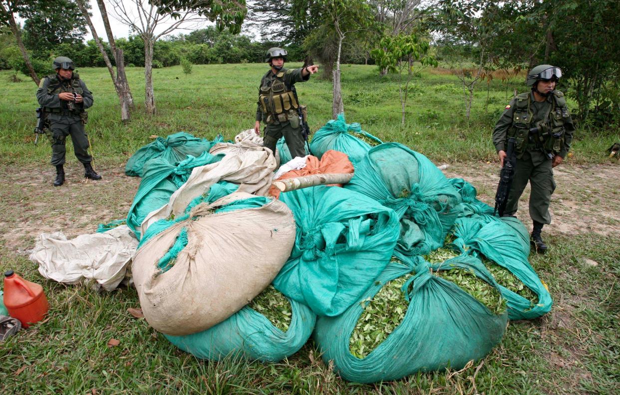 Colombia coca plant farm cocaine