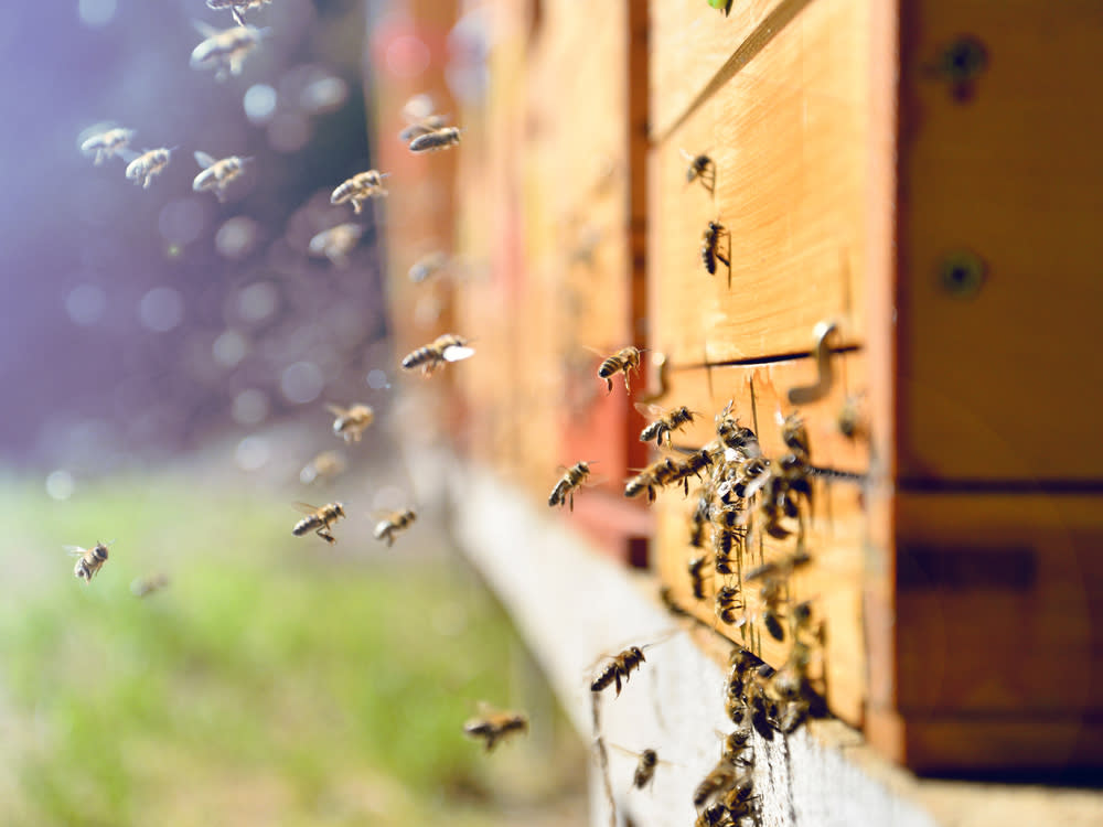 Bienen als Freizeitbeschäftigung wird in Verbindung zum Umweltschutz immer interessanter für viele Deutsche. (Bild: Sushaaa / Shutterstock.com)