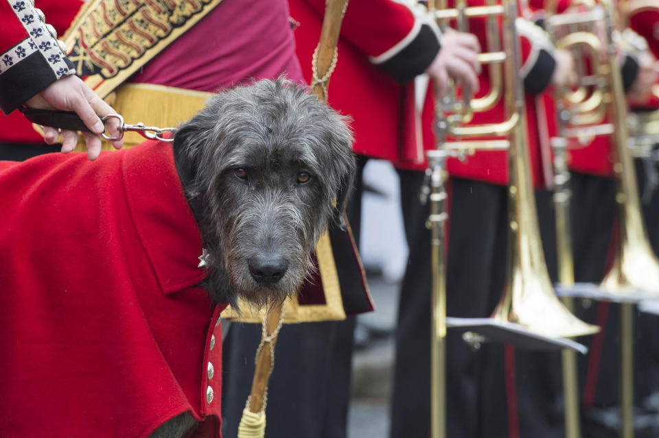 Dog of the Royal Guard