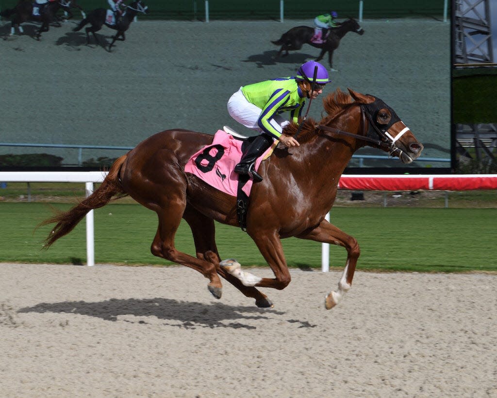 Mugatu and jockey Joe Bravo win a maiden race Nov. 18, 2023, at Gulfstream Park.