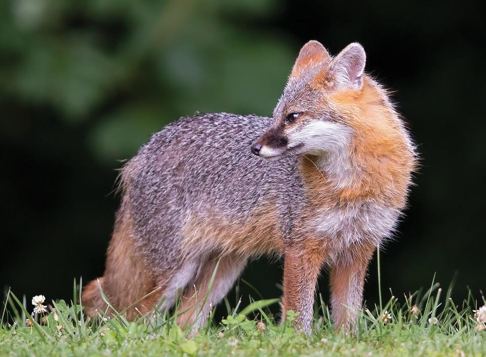 Gray fox populations are declining in Iowa.