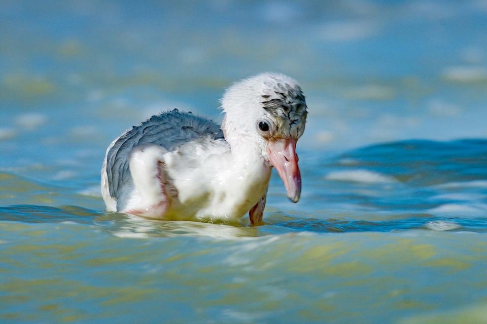 A flamingo chick on Mexico’s Yucatan Coast (BBC Studios)