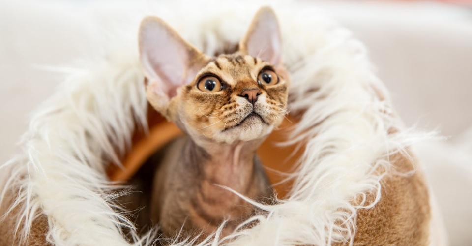 15 best hypoallergenic cats devon rex