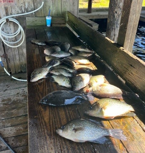 Don McCormick made life busy at the filet table this week at Highland Park Fish Camp in DeLand.