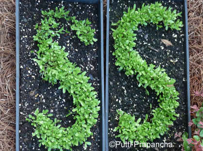 Plant Seedlings in Kids' Initials