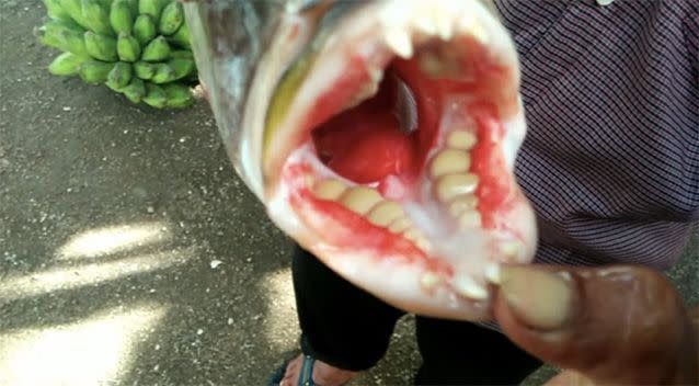 Villagers were shocked to discover the fish had smooth molar-like teeth. Source: Newsflare