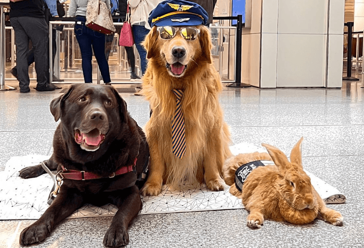 「Wag Brigade」動物治癒團隊成員除貓咪之外，還有狗與兔子。（翻攝自@sfowagbrigade IG）