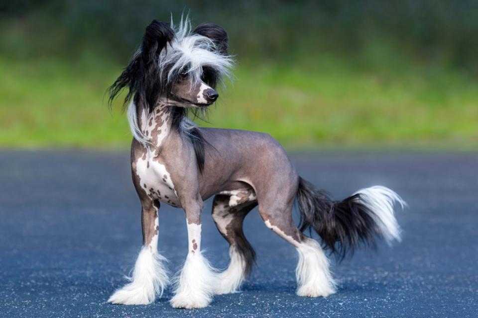 chinese crested dog standing outside