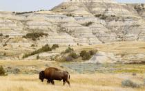 <p>Couples who love wildlife can head to Theodore Roosevelt National Park, where the Great Plains meet the Badlands. Come nightfall, the park has a well-respected view of the nighttime sky. Its possible to spot the Milky Way and even the Andromeda Galaxy. Sometimes, its even possible to catch a glimpse of the aurora borealis from the park. During the daytime, be sure to make a stop to see the naturally-colorful Painted Canyon. </p>