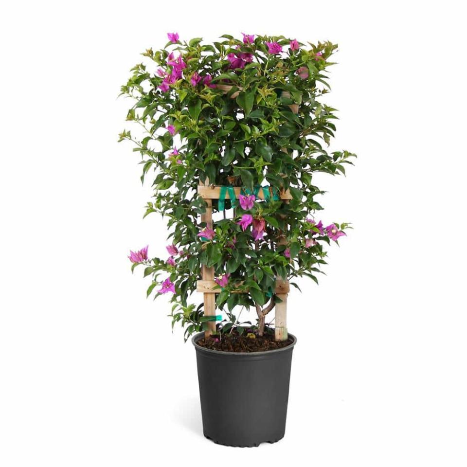 <p><a href="https://go.redirectingat.com?id=74968X1596630&url=https%3A%2F%2Fwww.homedepot.com%2Fp%2FBrighter-Blooms-2-Gal-New-River-Purple-Bougainvillea-Vine-on-Trellis-BOU-NRP2-TR%2F317534335&sref=https%3A%2F%2Fwww.housebeautiful.com%2Flifestyle%2Fgardening%2Fg30319232%2Ffront-door-plants%2F" rel="nofollow noopener" target="_blank" data-ylk="slk:Shop Now;elm:context_link;itc:0;sec:content-canvas" class="link ">Shop Now</a></p><p>2 Gal. New River Purple Bougainvillea Vine on Trellis</p><p>Home Depot</p><p>$100.88</p>