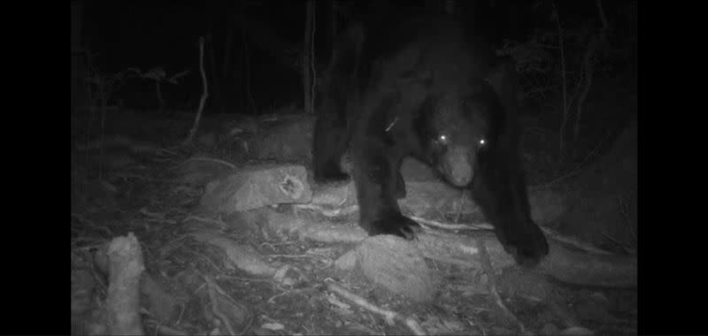 監測人員在黑熊可能出沒的路徑架設紅外線照相機，果真拍到台灣黑熊出沒。(圖／翻攝畫面)