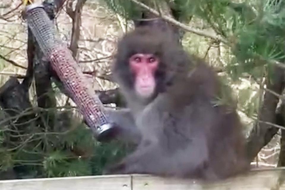 Escaped macaque in the Cairngorms, Scotland. Spotted in a garden in Kincraig. loose monkey (Carl Nagle)