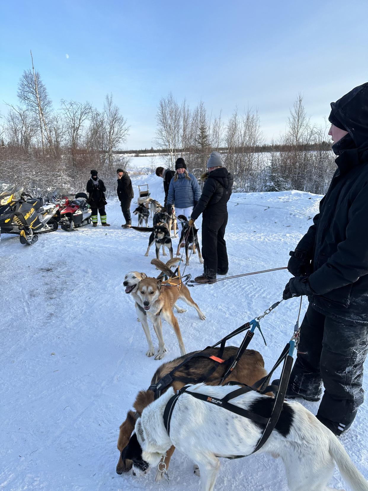 Dogs recovering after a dogsledding run.