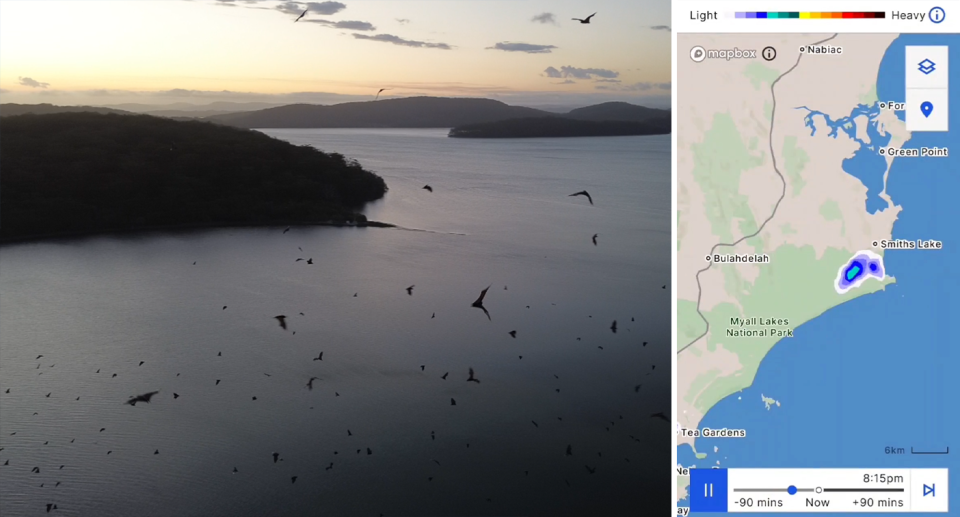 Left: an image shows flying foxes in the sky above Smiths Lake, and right, a still from the weather radar showing the formation over Smith's Lake. Source: Keith Bishop/BOM