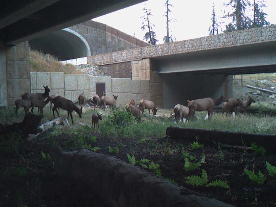 Wildlife diverted away from highway traffic. / Credit: CBS News