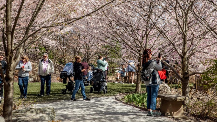 The cherry blossoms are just one of many draws that brings visitors to the Frederik Meijer Gardens & Sculpture Park. (Mike Buck/WOOD TV8)