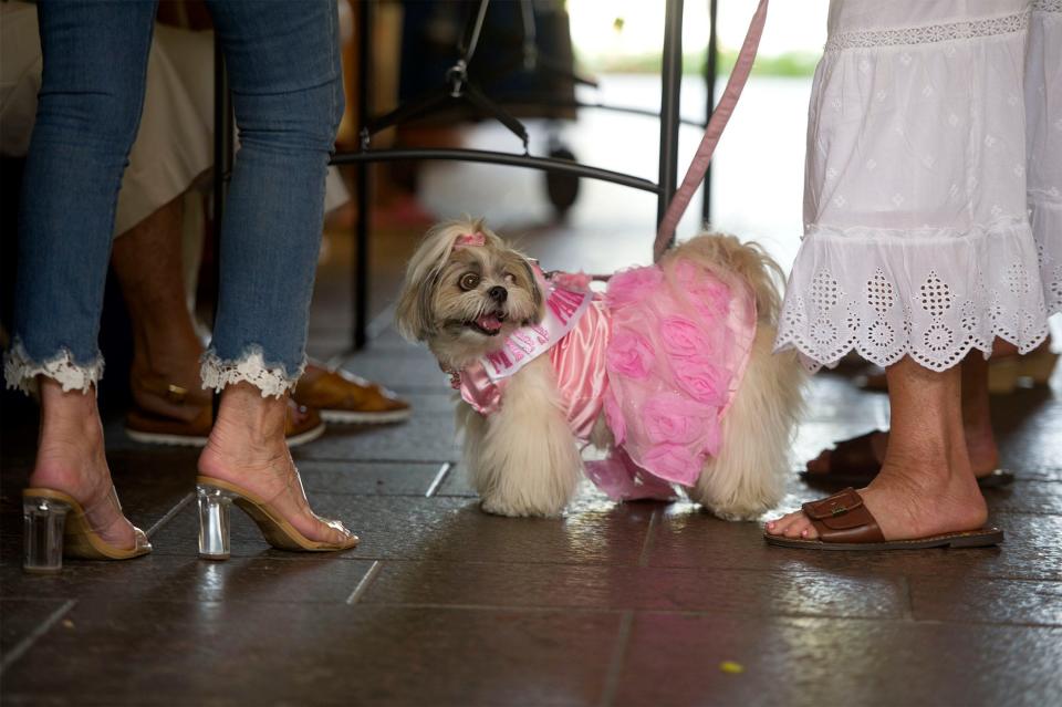 Rosemary Bellinger of West Palm Beach, enters her dog Princess Leia in the 2022 pet parade.