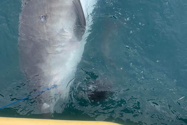 The form of the unfortunate echidna can be seen in the water alongside the tiger shark off the coast of Orpheus Island in Queensland, Australia.