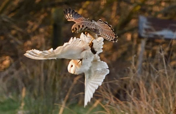 Epic battle in the sky as kestrel steals owl's vole